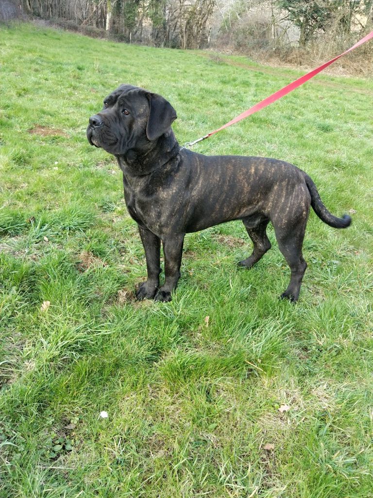 Thor Du Domaine De Kiaya