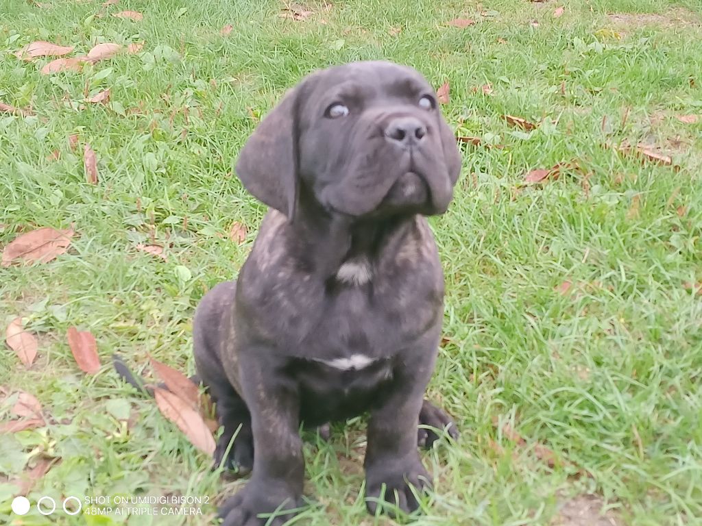 Du Domaine De Kiaya - Chiots disponibles - Cane Corso