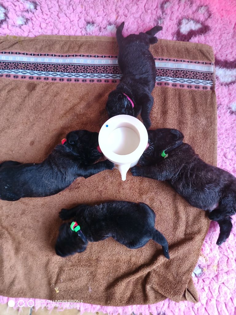 Chiot Cane Corso Du Domaine De Kiaya