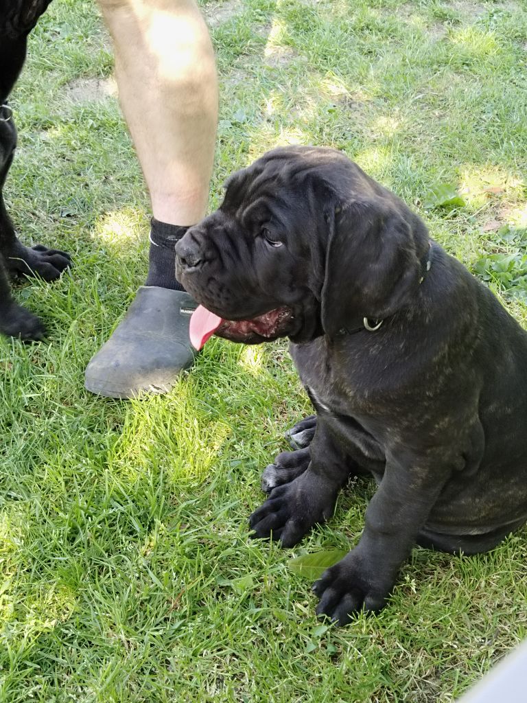 Du Domaine De Kiaya - Chiots disponibles - Cane Corso