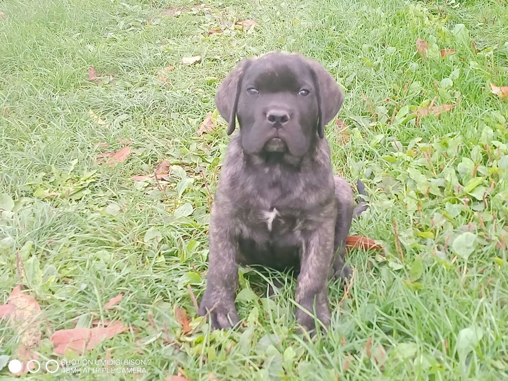 Du Domaine De Kiaya - Chiots disponibles - Cane Corso